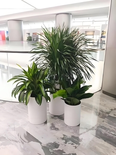 慈溪绿化修剪价格 慈溪绿化修剪价格